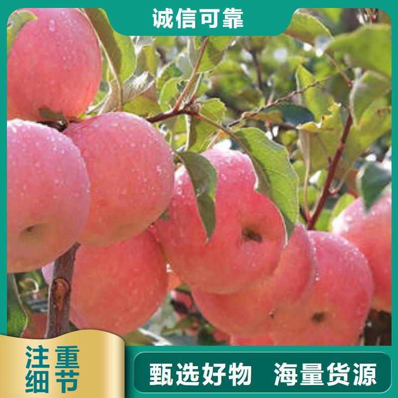 【红富士苹果】苹果种植基地有口皆碑