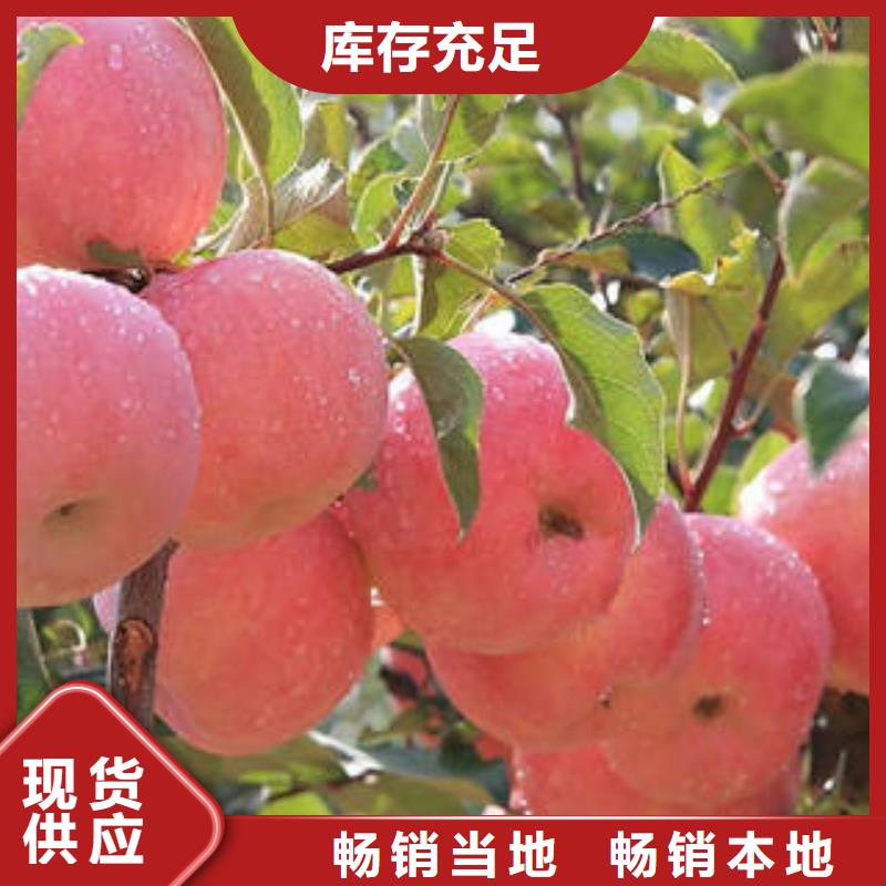 【红富士苹果 红富士苹果产地专业生产N年】-订购<景才>