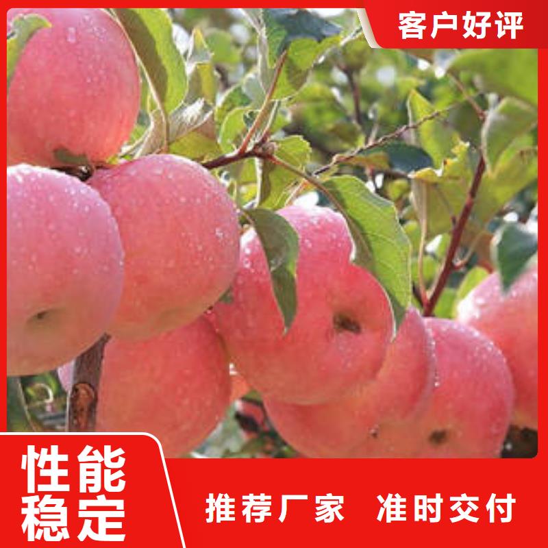 红富士苹果【苹果种植基地】精心选材