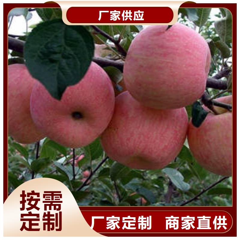 【红富士苹果】苹果种植基地可零售可批发