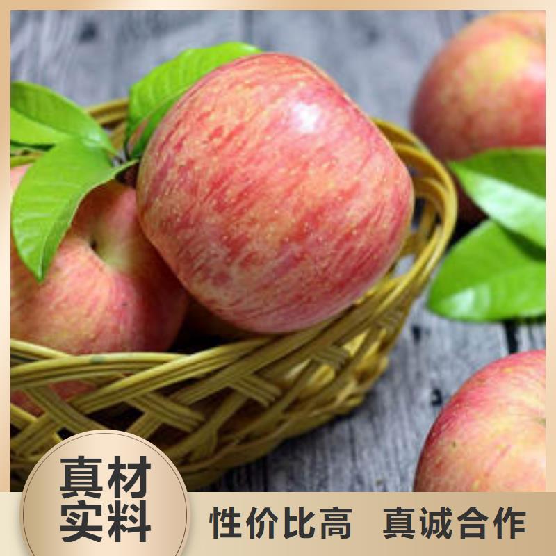 甄选：红富士苹果苹果种植基地高标准高品质