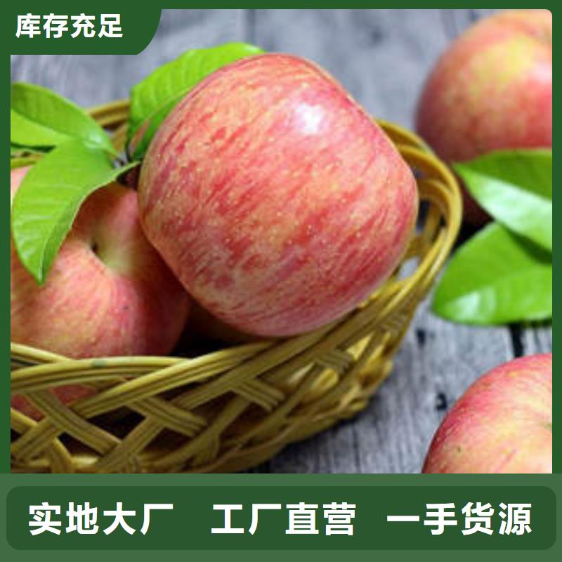 红富士苹果【苹果种植基地】精心选材