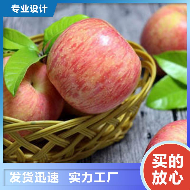 红富士苹果苹果种植基地货源充足
