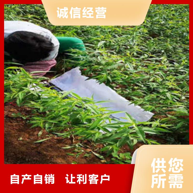 桃树苗花椒苗质量安全可靠