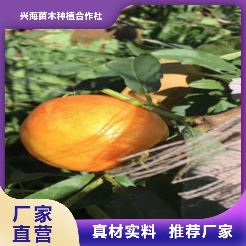 【桃树苗】梨树苗种类丰富