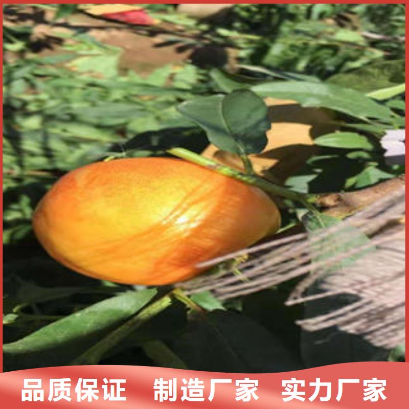 【桃树苗】蓝莓苗质量优价格低