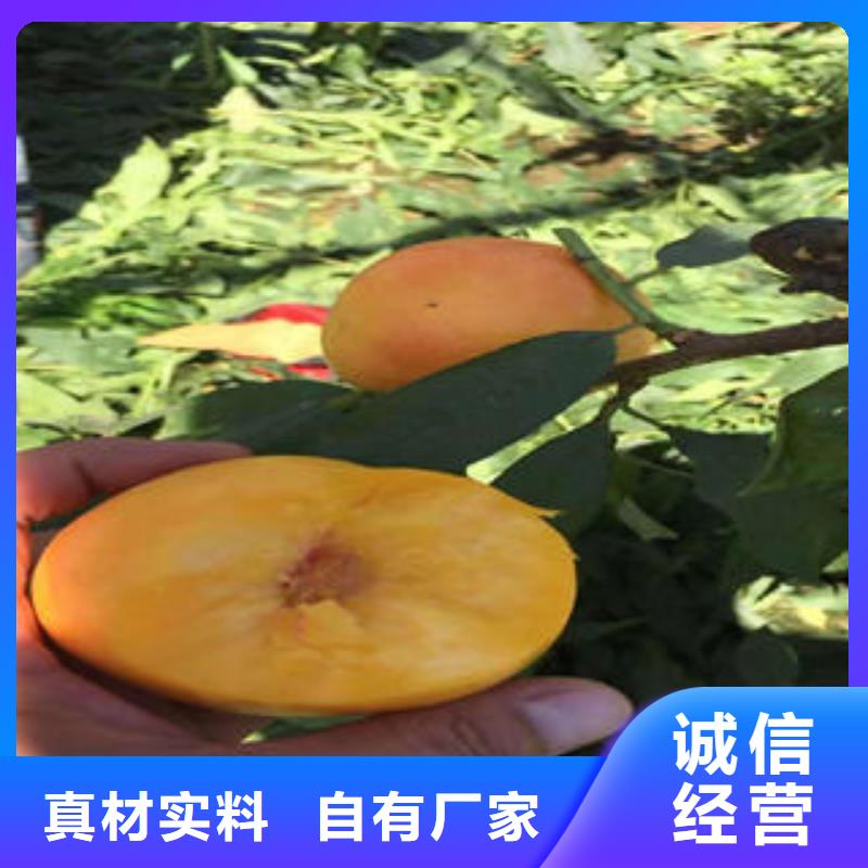 桃树苗【蓝莓苗】款式多样