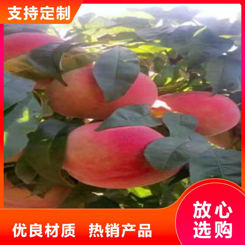 【桃树苗】梨树苗源头厂家量大价优