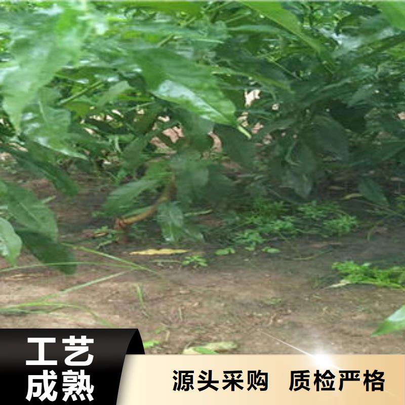 【桃树苗】梨树苗源头厂家量大价优