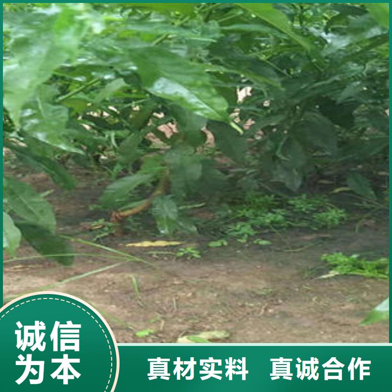 【桃树苗苹果苗精品优选】