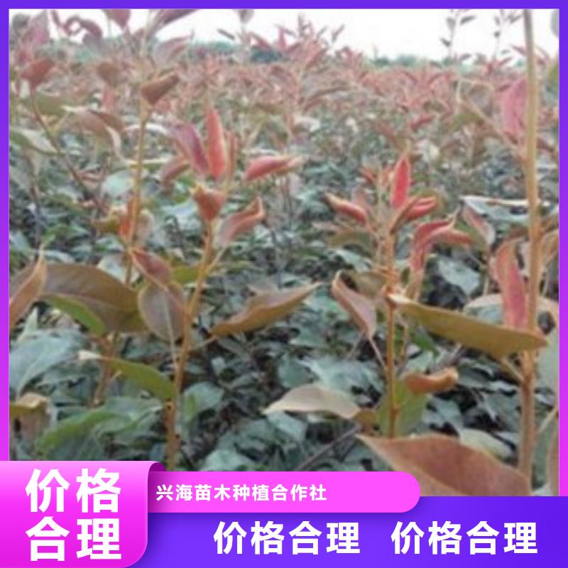 梨树苗【花椒苗】库存丰富