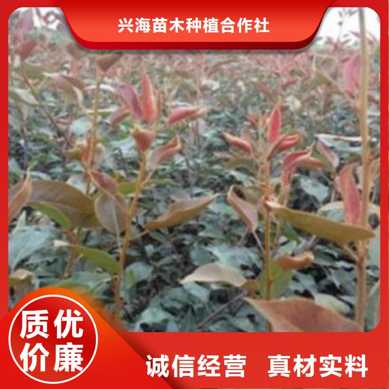 【梨树苗】花椒苗精心选材