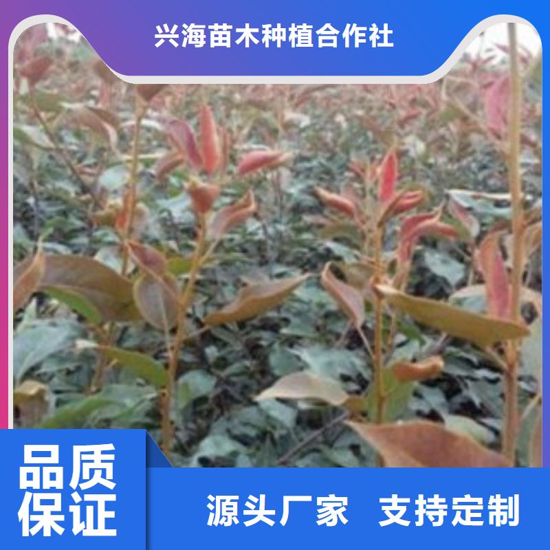 梨树苗蓝莓苗免费询价