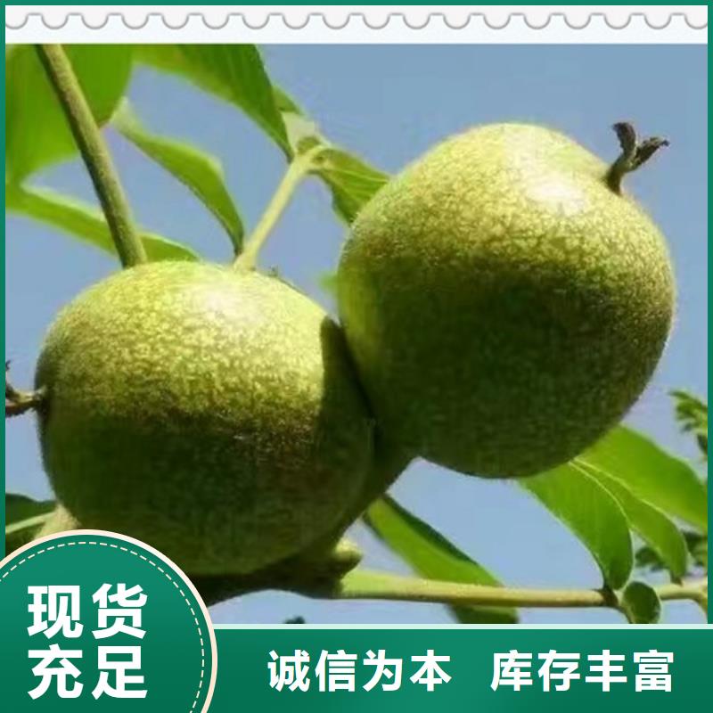 核桃苗【蓝莓苗】现货充足量大优惠