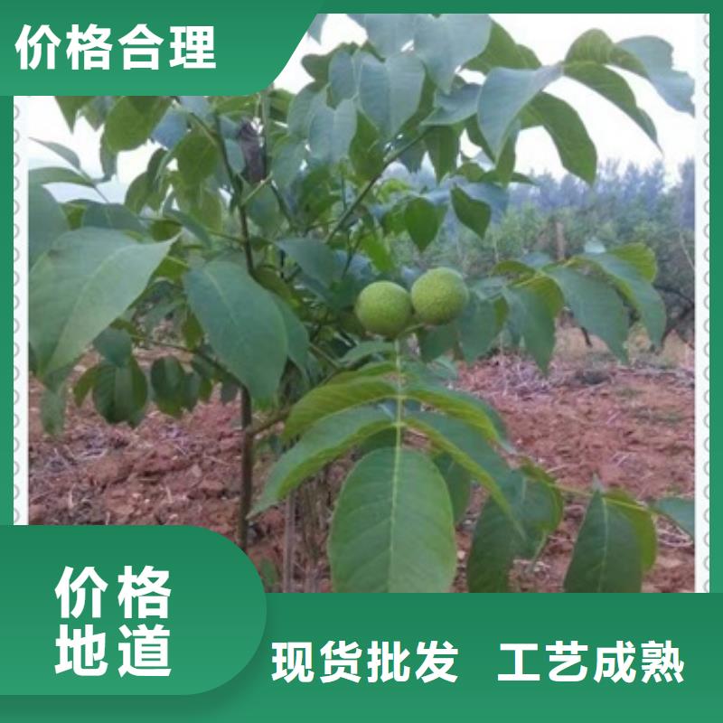 核桃苗【蓝莓苗】现货充足量大优惠