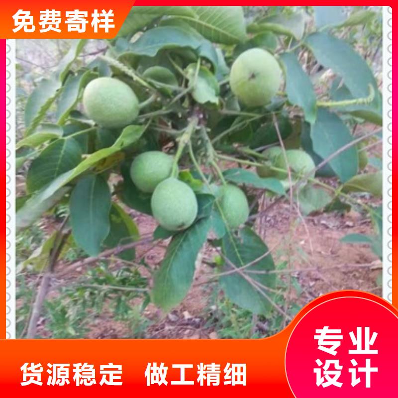 核桃苗【蓝莓苗】现货充足量大优惠