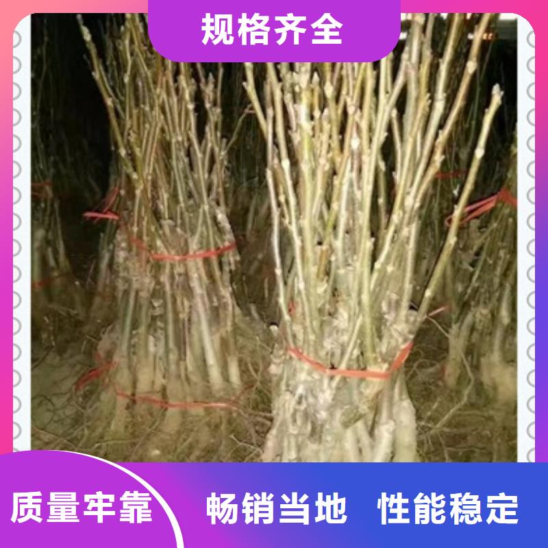 核桃苗【蓝莓苗】现货充足量大优惠