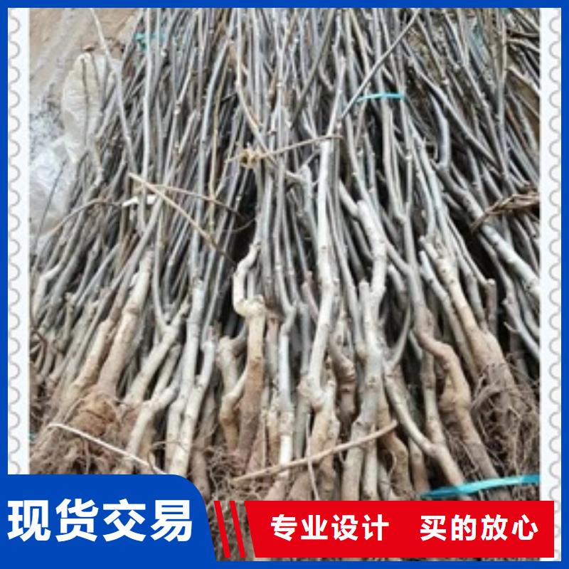 核桃苗来图定制量大从优