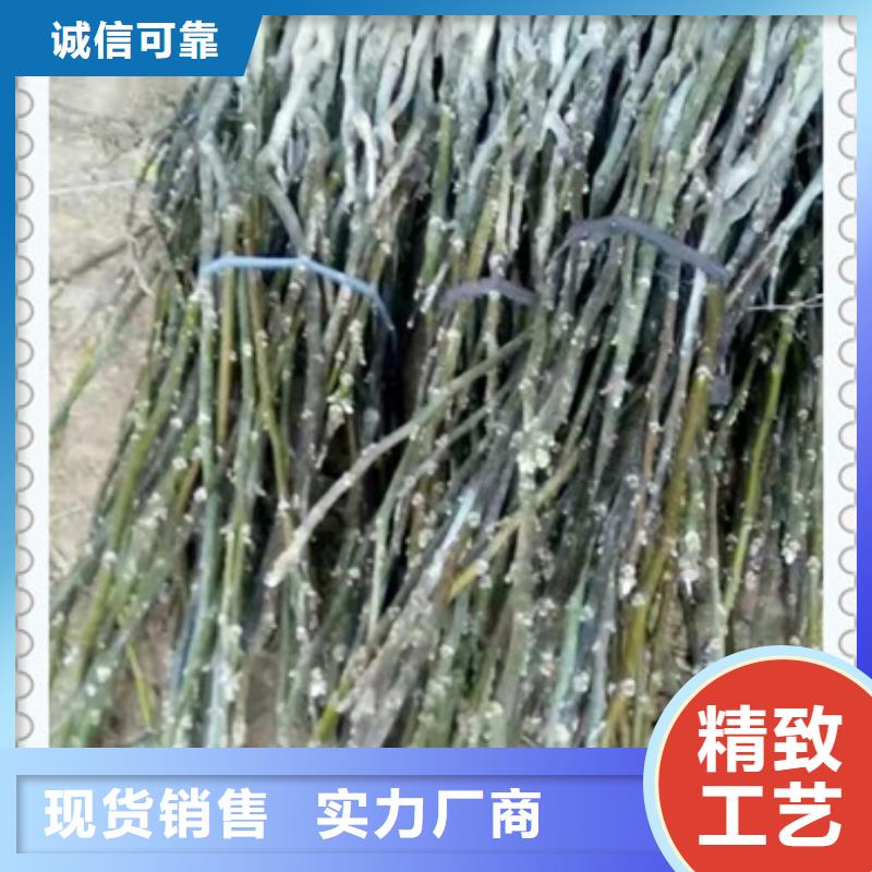 核桃苗来图定制量大从优