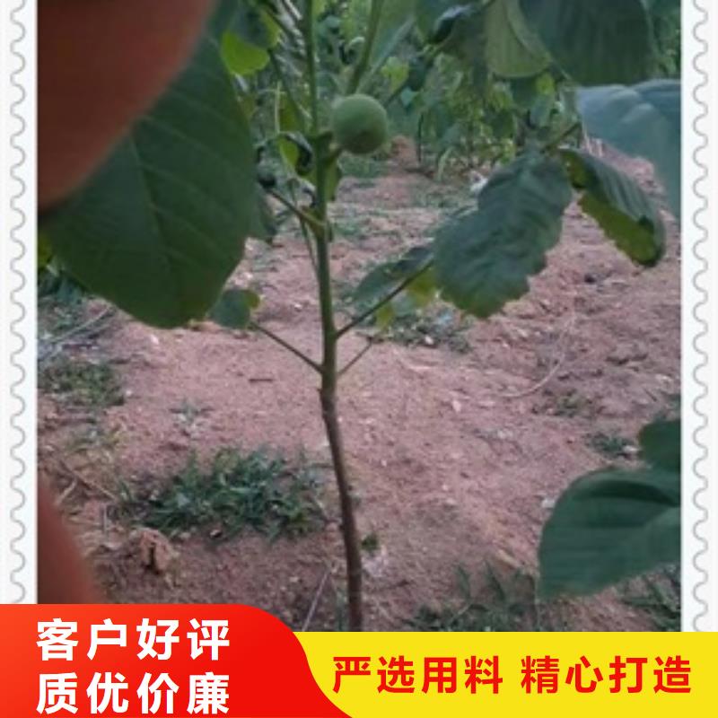 核桃苗山楂苗质量优价格低