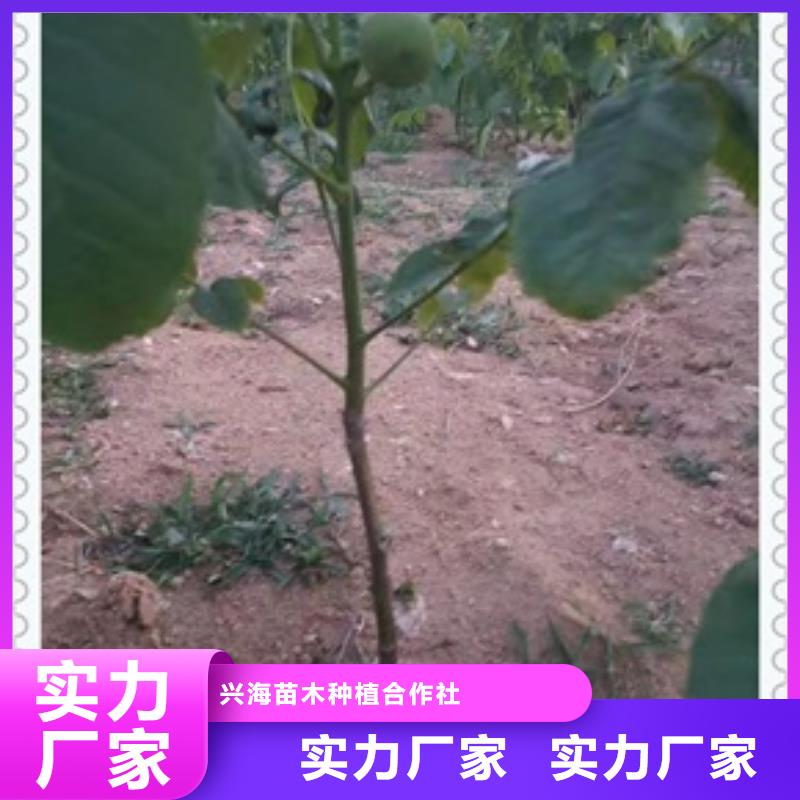 核桃苗,花椒苗发货迅速