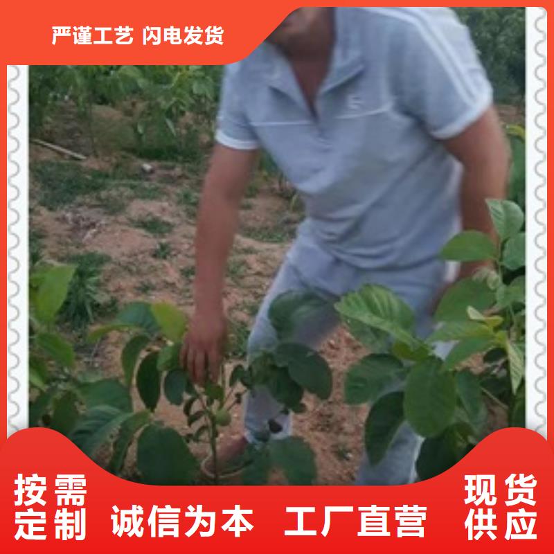 核桃苗,板栗苗使用寿命长久