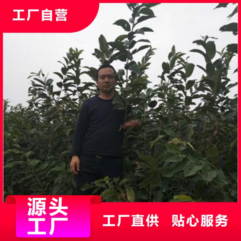 板栗苗花椒苗质检合格出厂