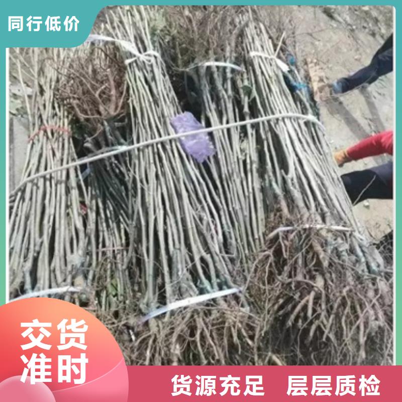 板栗苗苹果苗当日价格