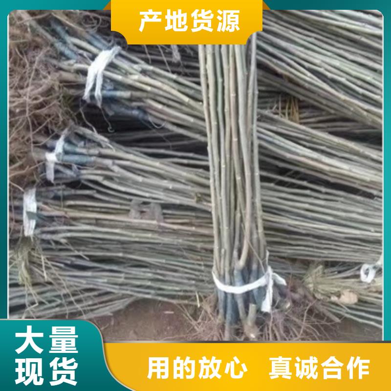 板栗苗花椒苗工厂批发