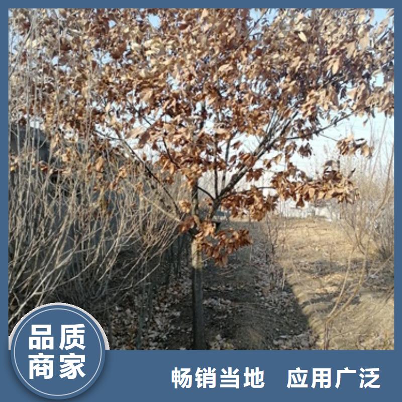 【板栗苗】-蓝莓苗好产品有口碑