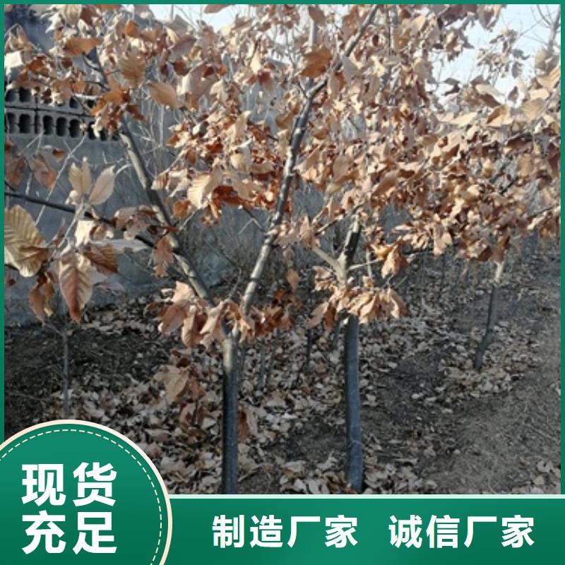 【板栗苗】-山楂苗多年行业经验