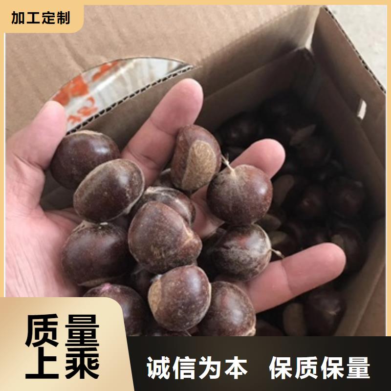 板栗苗桃树苗质量好