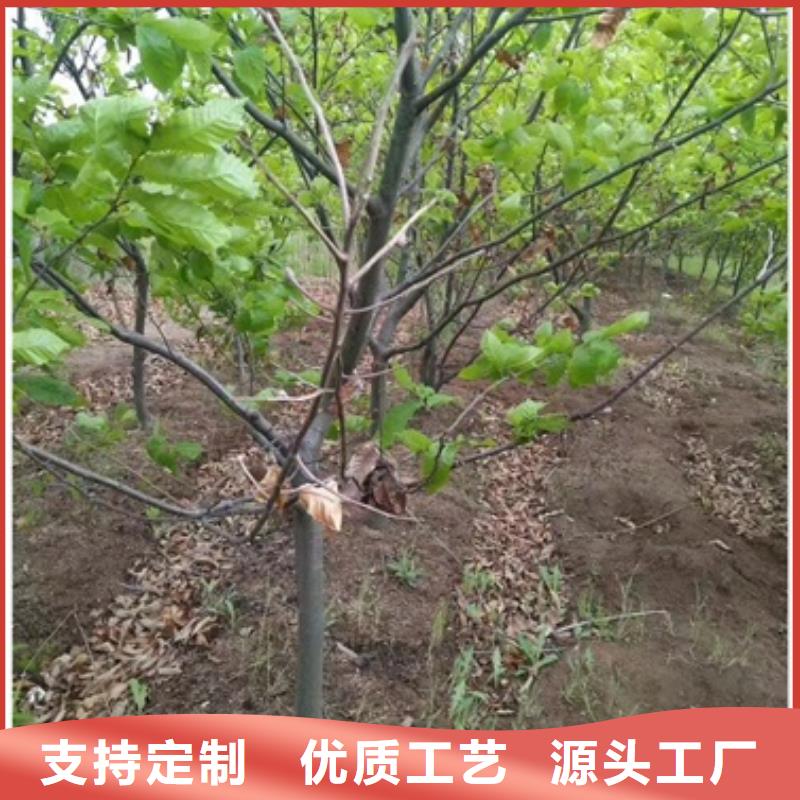 【板栗苗】桃树苗产地厂家直销