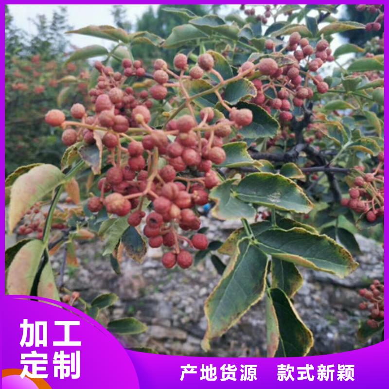 【花椒苗】梨树苗质量层层把关