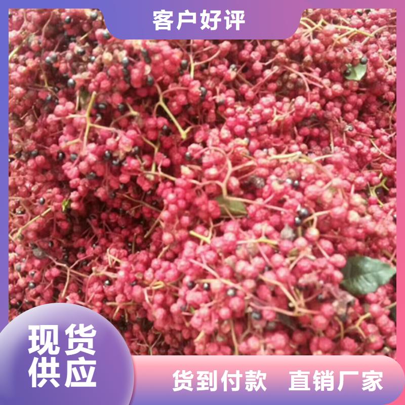 花椒苗_核桃苗品质值得信赖