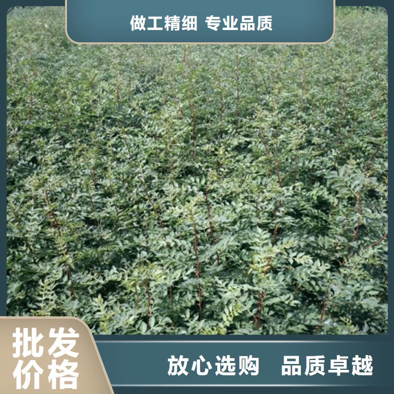 【花椒苗-山楂苗适用范围广】