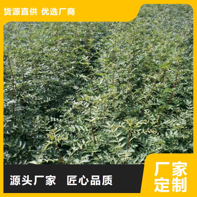 花椒苗_核桃苗品质值得信赖