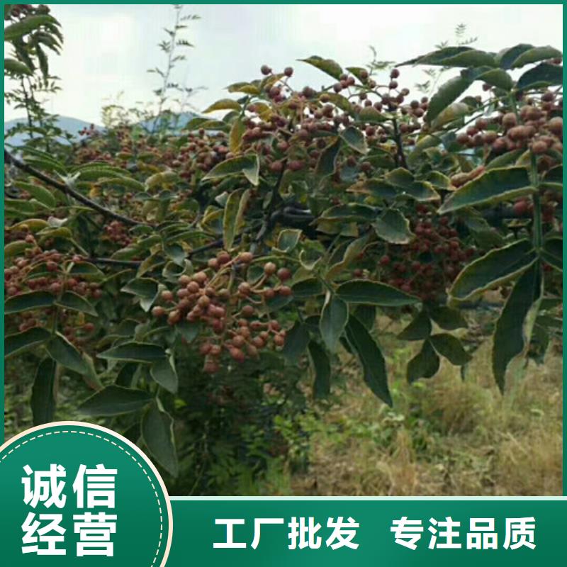 【花椒苗-山楂苗适用范围广】