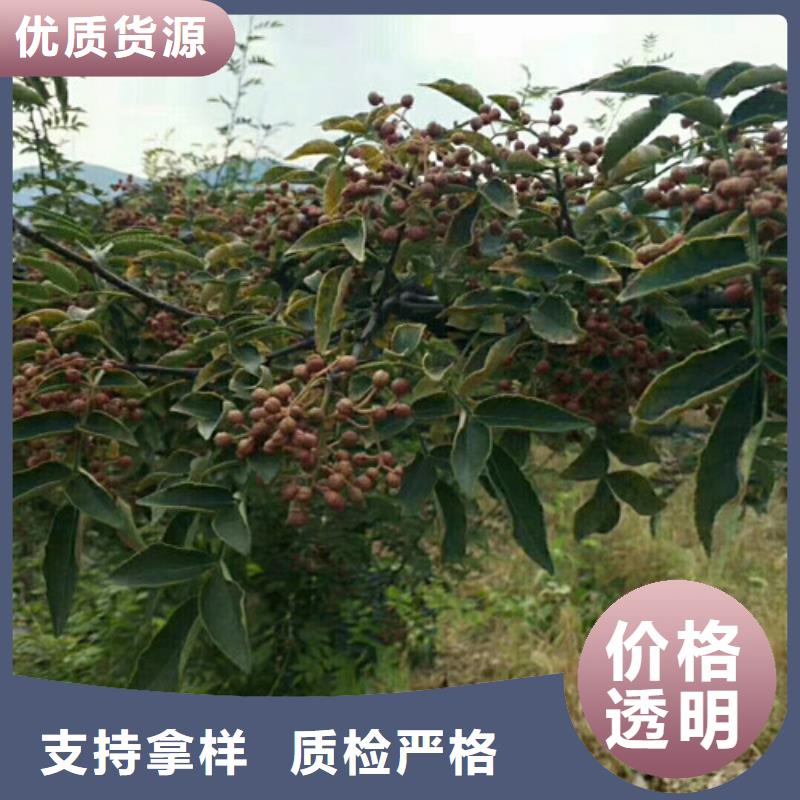 【花椒苗】梨树苗质量层层把关