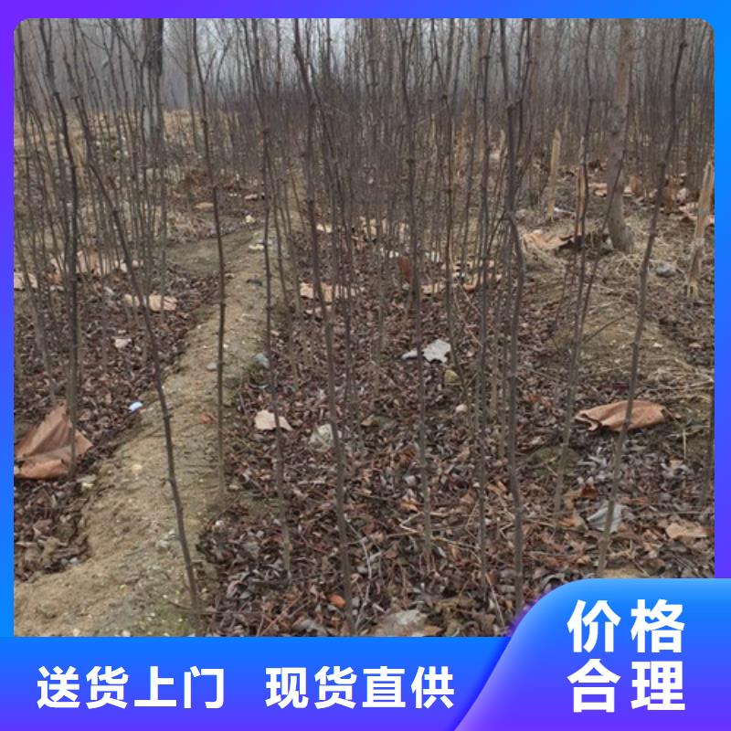 花椒苗板栗苗客户好评