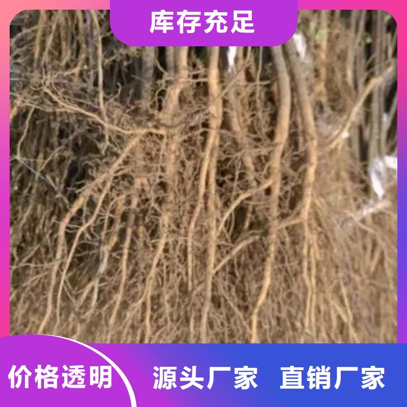 花椒苗桃树苗大量现货供应