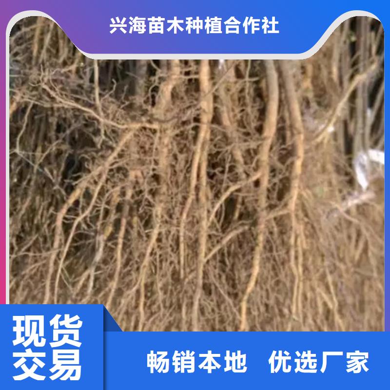 【花椒苗,桃树苗用心制造】