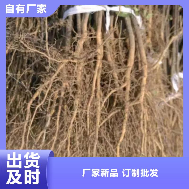 花椒苗_桃树苗制造生产销售