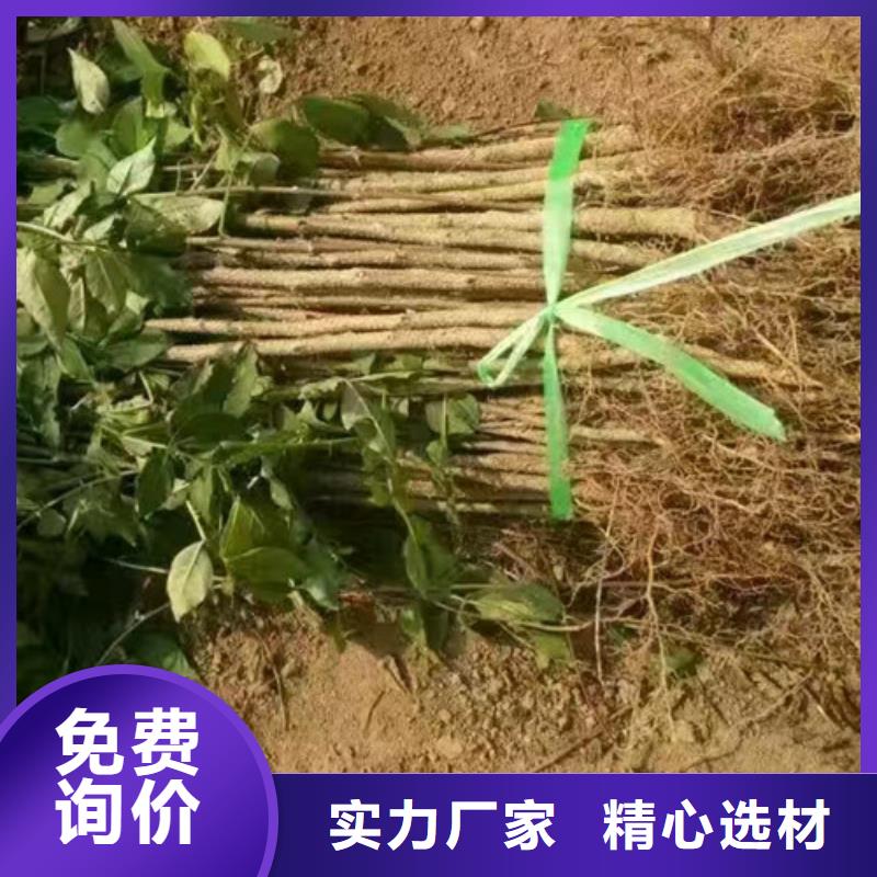 花椒苗苹果苗源头厂家直销