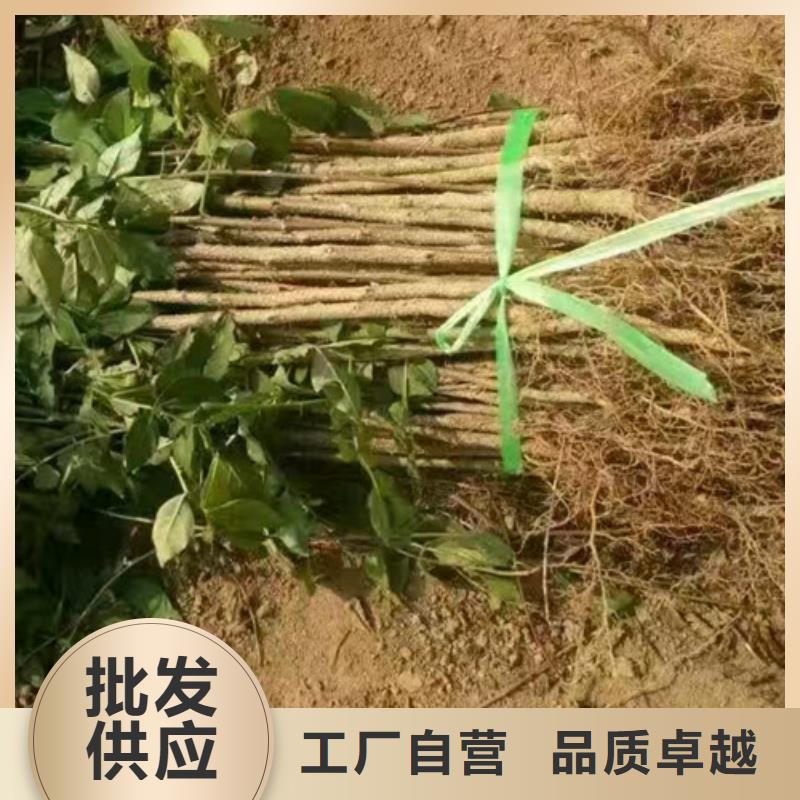 【花椒苗-山楂苗适用范围广】