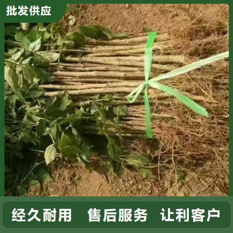 花椒苗核桃苗您想要的我们都有