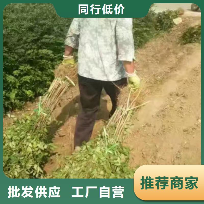 花椒苗货源稳定