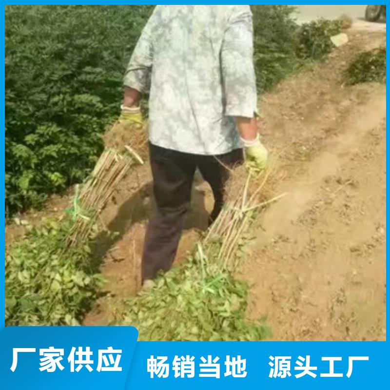 花椒苗板栗苗客户好评