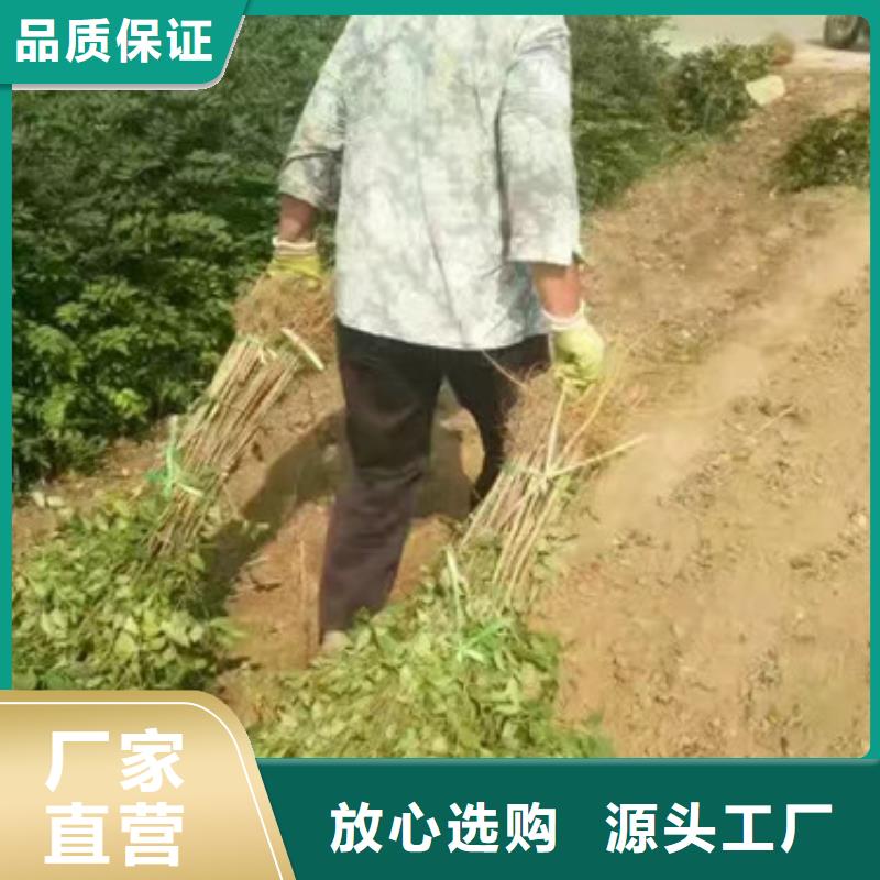 花椒苗核桃苗服务至上