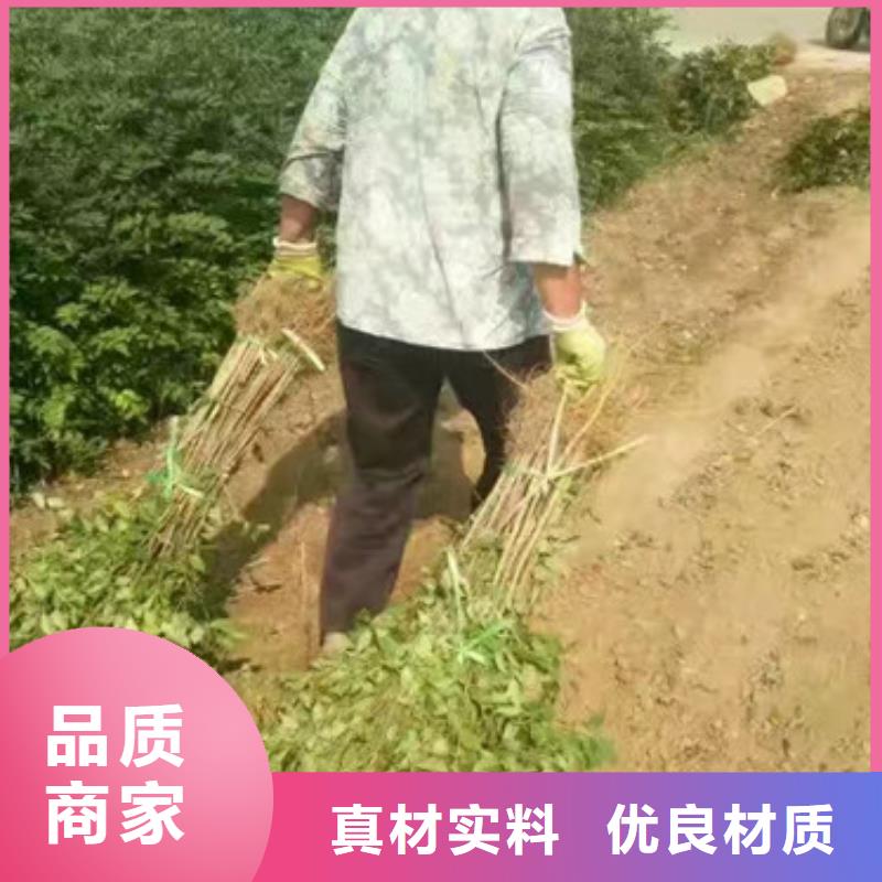 【花椒苗】_板栗苗应用广泛